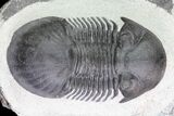 Large, Paralejurus Trilobite Fossil - Ofaten, Morocco #83349-4